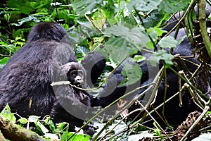 Mountain gorilla, Bwindi National Park, Uganda