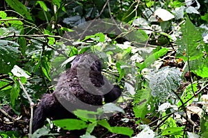 Mountain gorilla, Bwindi National Park, Uganda