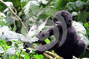 Mountain gorilla, Bwindi National Park, Uganda