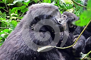 Mountain gorilla, Bwindi National Park, Uganda