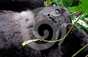 Mountain gorilla, Bwindi National Park, Uganda