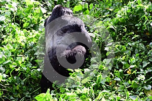 Mountain gorilla, Bwindi National Park, Uganda photo