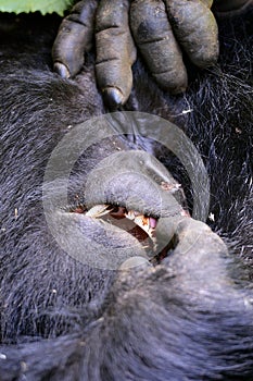 Mountain Gorilla Dental Hygiene