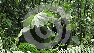 Mountain gorilla eating branch,  Bwindi Impenetrable National Park, Uganda