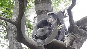 Mountain gorilla eating in forest. Portrait of chimp eating loaf of bread. Mountain gorilla eating in forest national park