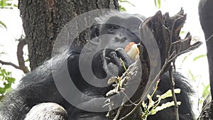 Mountain gorilla eating in forest. Portrait of chimp eating loaf of bread. Mountain gorilla eating in forest national park