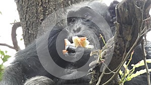 Mountain gorilla eating in forest. Portrait of chimp eating loaf of bread. Mountain gorilla eating in forest national park