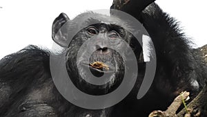 Mountain gorilla eating in forest. Portrait of chimp eating loaf of bread. Mountain gorilla eating in forest national park