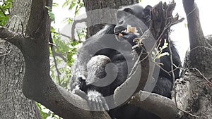 Mountain gorilla eating in forest. Portrait of chimp eating loaf of bread. Mountain gorilla eating in forest national park