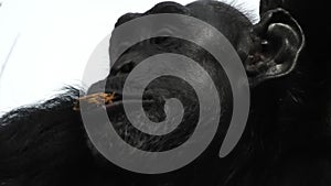 Mountain gorilla eating in forest. Portrait of chimp eating loaf of bread. Mountain gorilla eating in forest national park