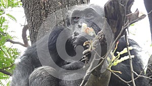 Mountain gorilla eating in forest. Portrait of chimp eating loaf of bread. Mountain gorilla eating in forest national park