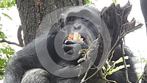 Mountain gorilla eating in forest. Portrait of chimp eating loaf of bread. Mountain gorilla eating in forest national park