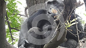 Mountain gorilla eating in forest. Portrait of chimp eating loaf of bread. Mountain gorilla eating in forest national park