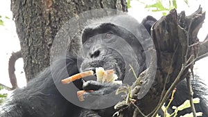 Mountain gorilla eating in forest. Portrait of chimp eating loaf of bread. Mountain gorilla eating in forest national park