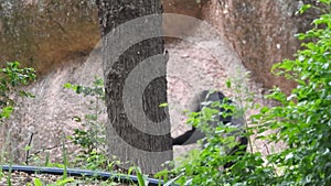 Mountain gorilla eating in forest. Portrait of chimp eating loaf of bread. Mountain gorilla eating in forest national park