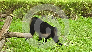 Mountain gorilla eating in forest. Portrait of chimp eating loaf of bread. Mountain gorilla eating in forest national park