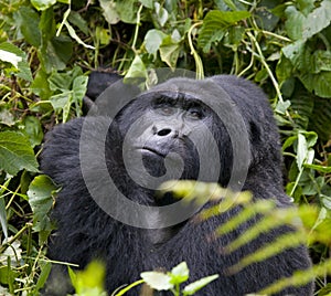 Mountain gorilla eating plants. Uganda. Bwindi Impenetrable Forest National Park.