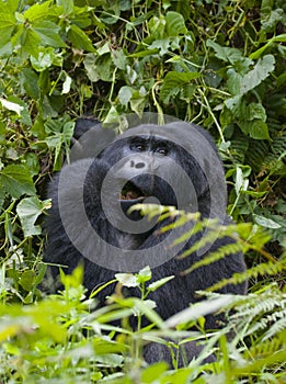 Mountain gorilla eating plants. Uganda. Bwindi Impenetrable Forest National Park.