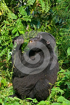 Mountain gorilla eating plants. Uganda. Bwindi Impenetrable Forest National Park.