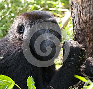 Mountain gorilla eating plants. Uganda. Bwindi Impenetrable Forest National Park.