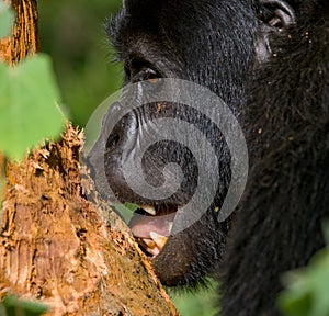 Mountain gorilla eating plants. Uganda. Bwindi Impenetrable Forest National Park.