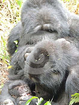 Mountain gorilla family in Bwindi