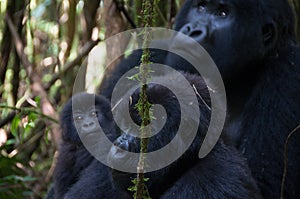 Mountain gorilla family photo