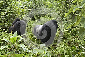 Mountain Gorilla family in rainforest