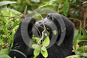 Mountain Gorilla Feeding