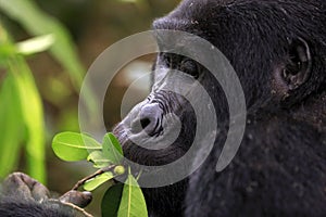 Mountain Gorilla Feeding, close-up