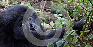 Mountain gorilla in forest clearing Rwanda