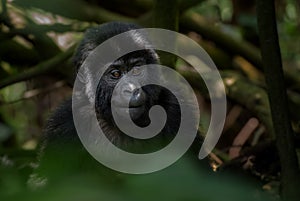 Mountain gorilla - Gorilla beringei