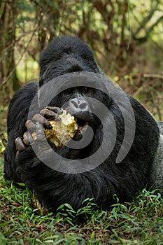 Mountain gorilla - Gorilla beringei