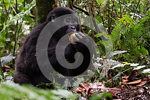 The mountain gorilla Gorilla beringei beringei