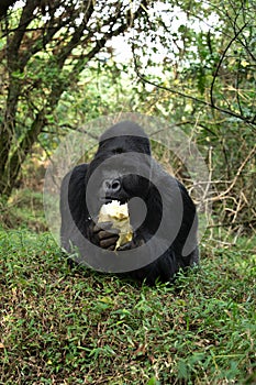 Mountain gorilla, gorilla beringei beringei