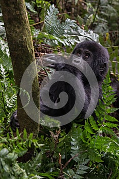 The mountain gorilla Gorilla beringei beringei