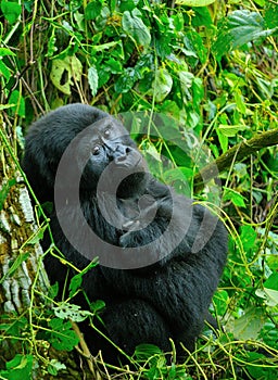 Mountain gorilla (Gorilla beringei beringei)