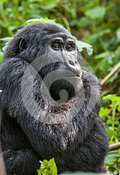 The mountain gorilla (Gorilla beringei beringei)