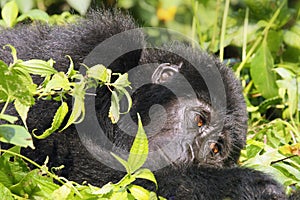 The mountain gorilla Gorilla beringei beringei lying on the green bush, a young animal with brown eyes