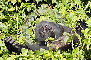 The mountain gorilla Gorilla beringei beringei lying on the green bush, a young animal with brown eyes. A young gorilla watching