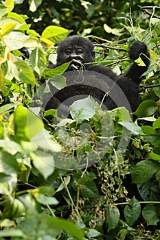 The mountain gorilla Gorilla beringei beringei sitting on the green bush