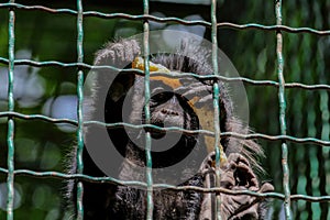 The mountain gorilla Gorilla beringei beringei sitting on the green bush. The young gorilla looks directly into the camera