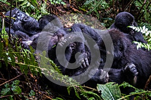 The mountain gorilla Gorilla beringei beringei is a subspecies of eastern gorilla.