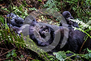 The mountain gorilla Gorilla beringei beringei is a subspecies of eastern gorilla. photo