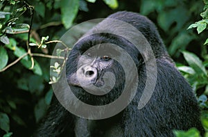 Mountain Gorilla, gorilla gorilla beringei, Portrait of Male, Virunga Park in Rwanda