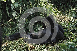 Mountain Gorilla, gorilla gorilla beringei, Young, laying down, Virunga Park in Rwanda