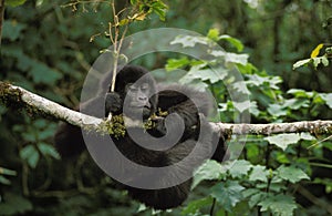 Mountain Gorilla, gorilla gorilla beringei, Young playing on Branch, Virunga Park in Rwanda
