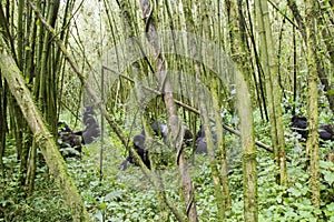 Mountain gorilla group in Volcanoes National Park, Virunga, Rwanda photo