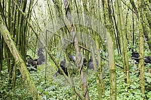 Mountain gorilla group in Volcanoes National Park, Virunga, Rwanda