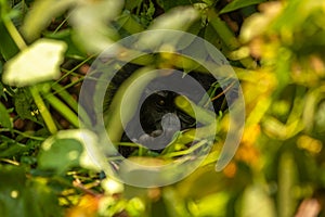 A mountain gorilla hiding Gorilla beringei beringei, Bwindi Impenetrable Forest National Park, Uganda.